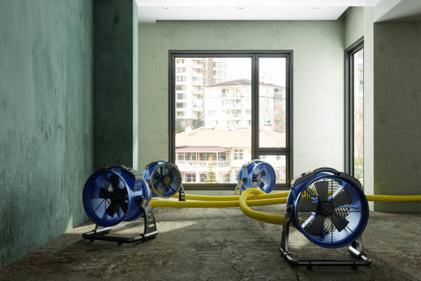 Best Mold removal after water damage  in Garberville, CA